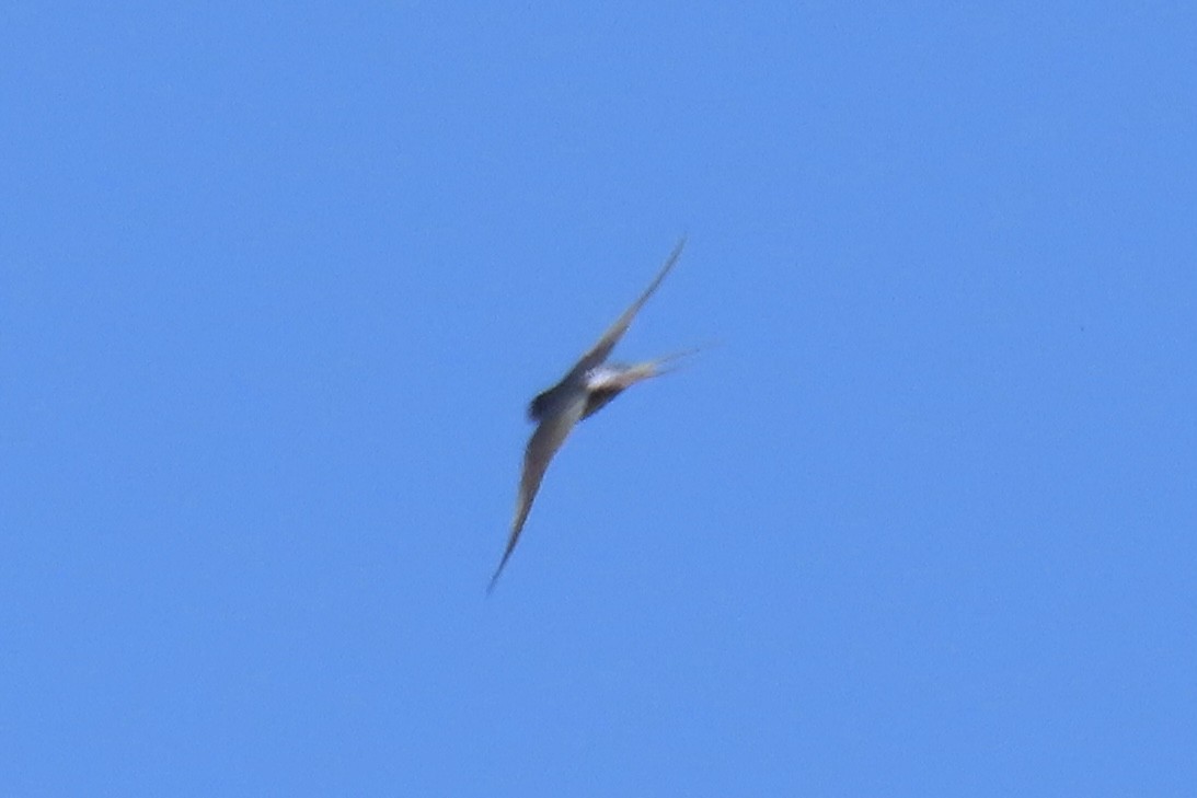 Barn Swallow - Анастасия Алексеева