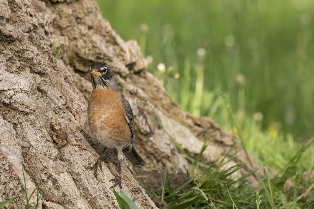 American Robin - Kyle Nelson