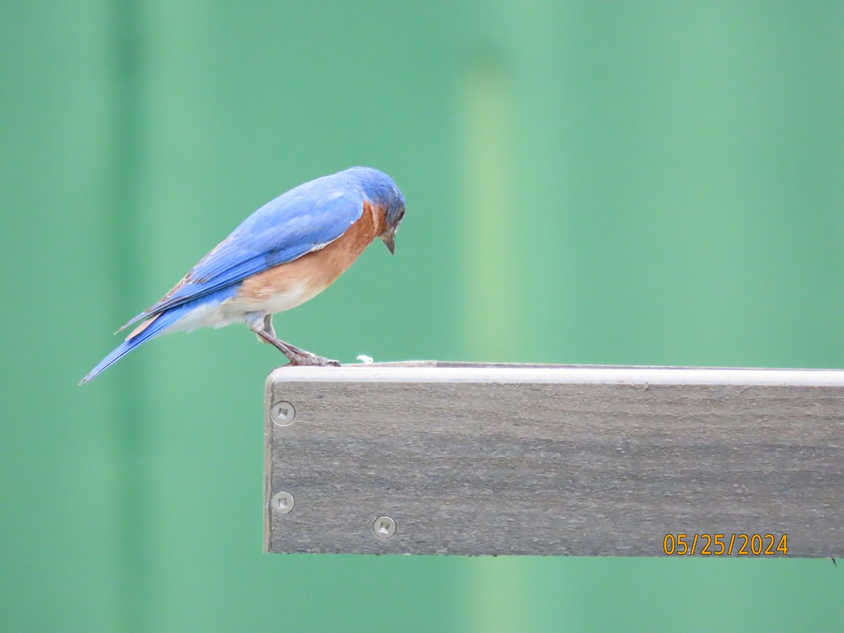 Eastern Bluebird - Susan Leake