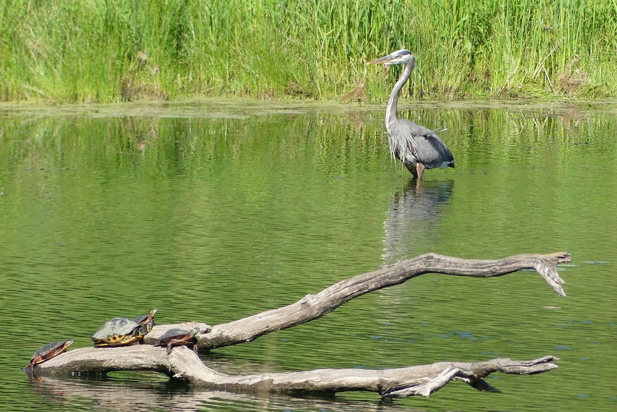 Great Blue Heron - Anonymous