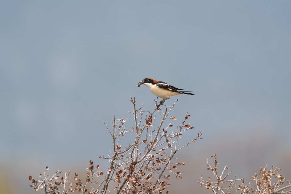 Woodchat Shrike - Ali COBANOGLU