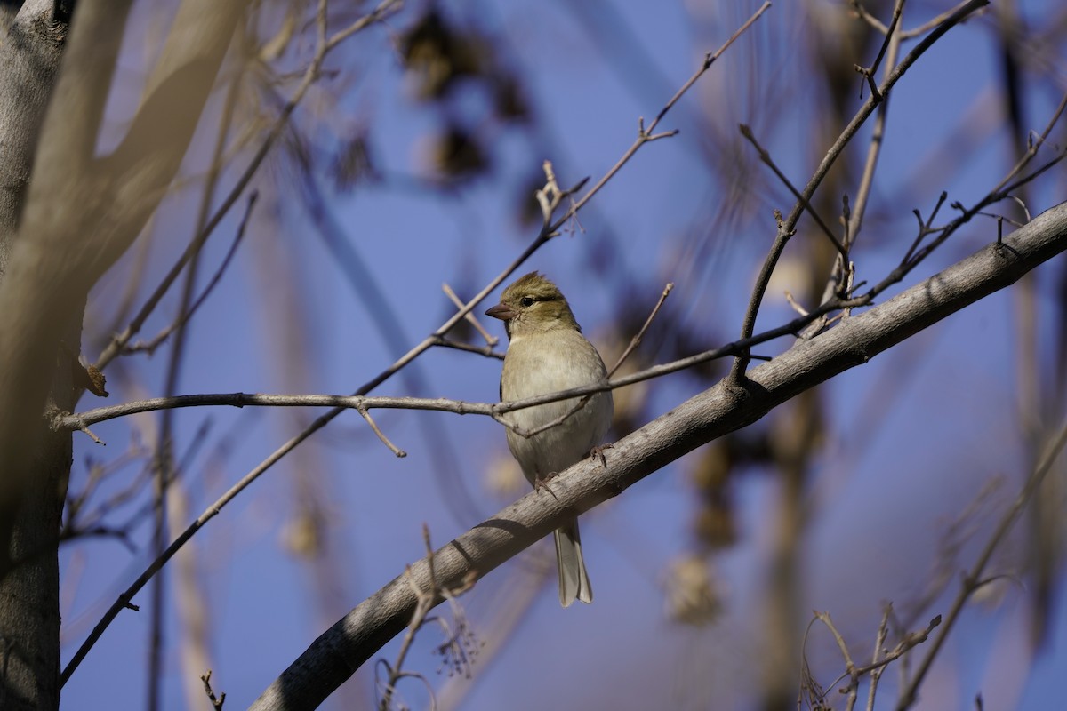 Common Chaffinch - Ali COBANOGLU