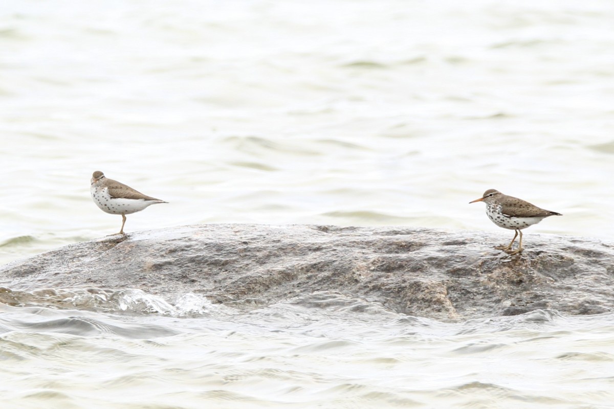 Spotted Sandpiper - Jamie Klooster