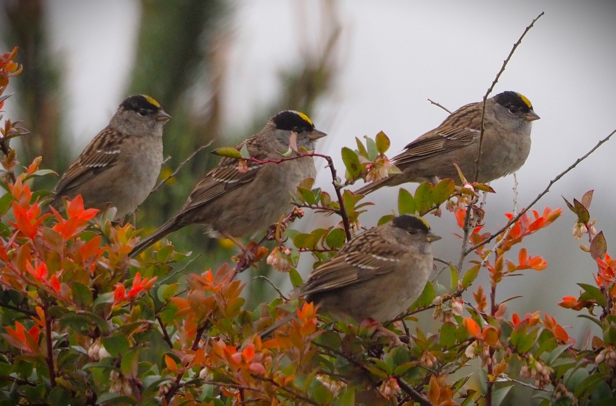 Golden-crowned Sparrow - Dick Cartwright