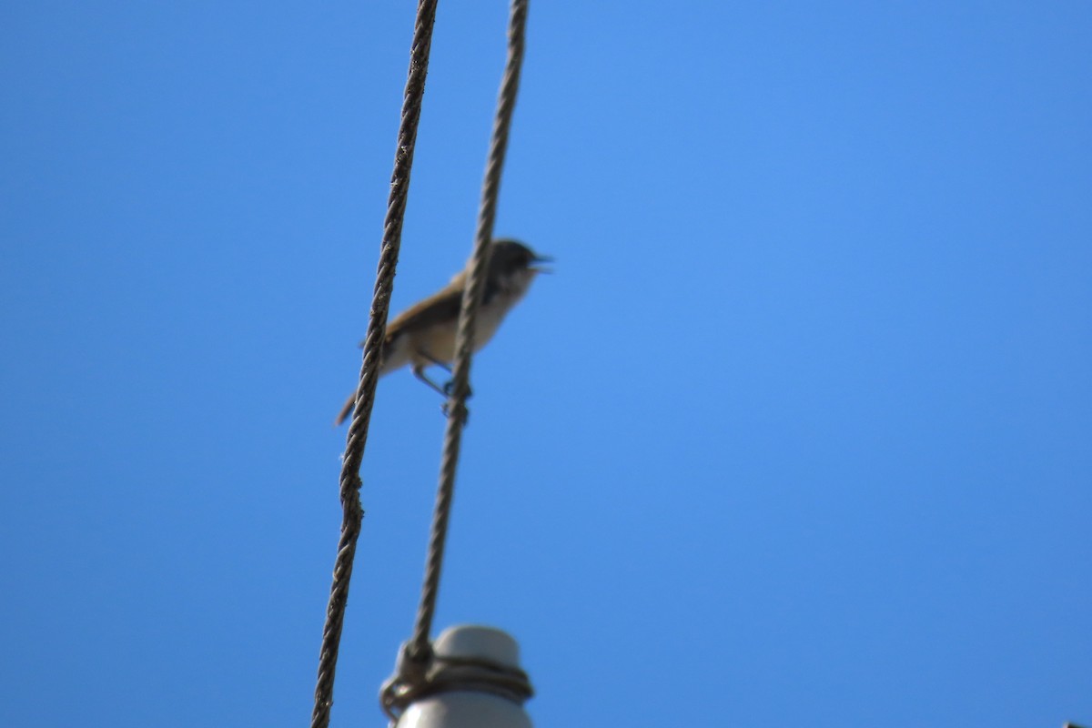 Lesser Whitethroat - Анастасия Алексеева