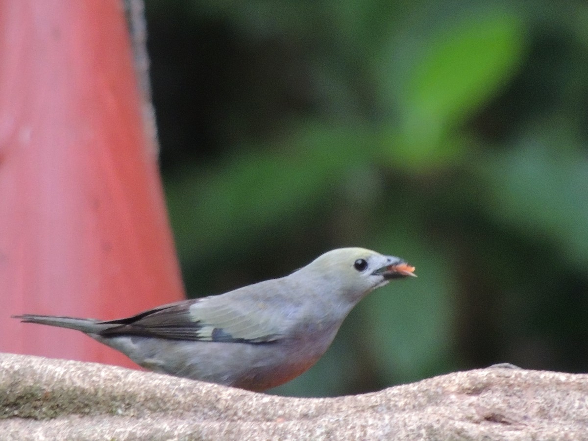 Palm Tanager - Roger Lambert