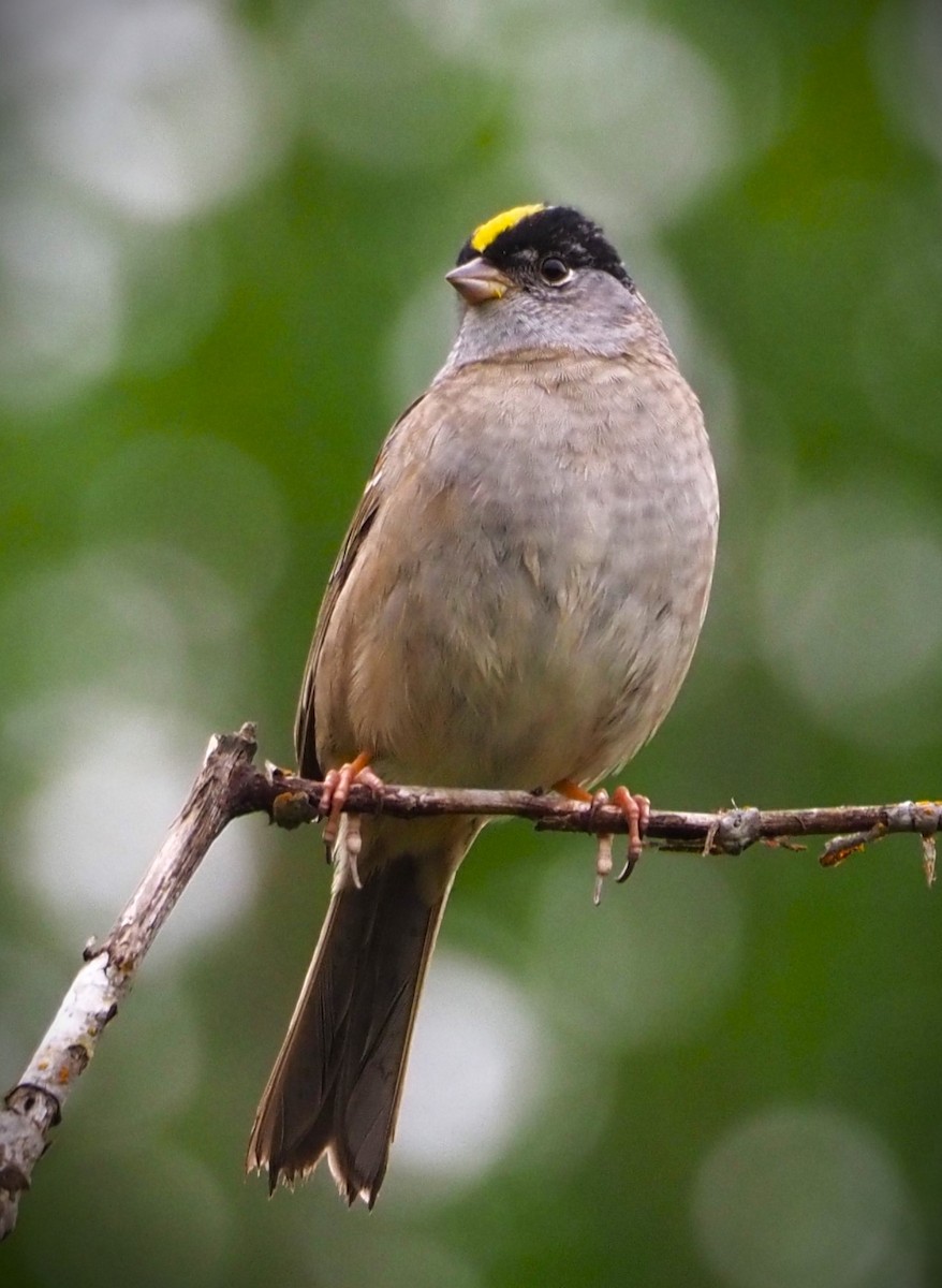 Golden-crowned Sparrow - Dick Cartwright