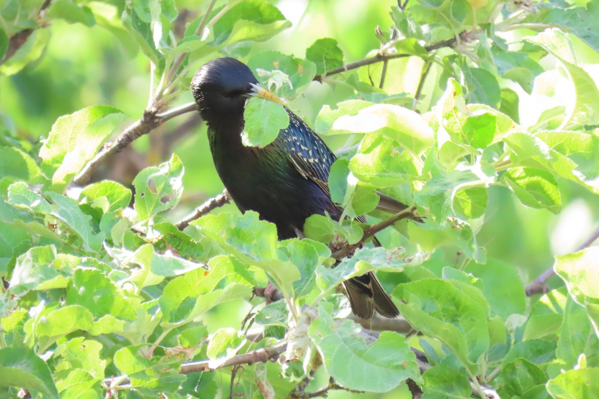 European Starling - Анастасия Алексеева