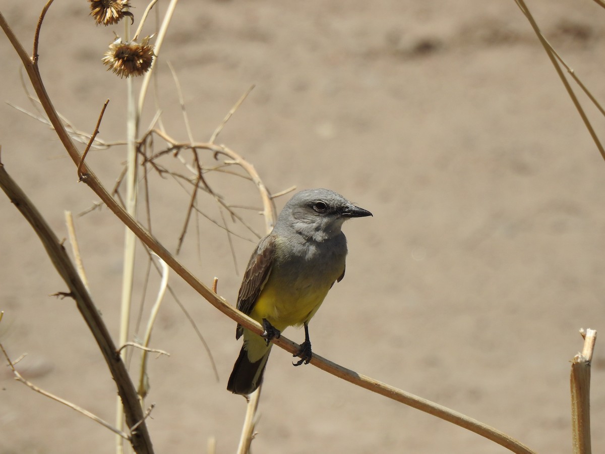 Western Kingbird - Ruth Schrock