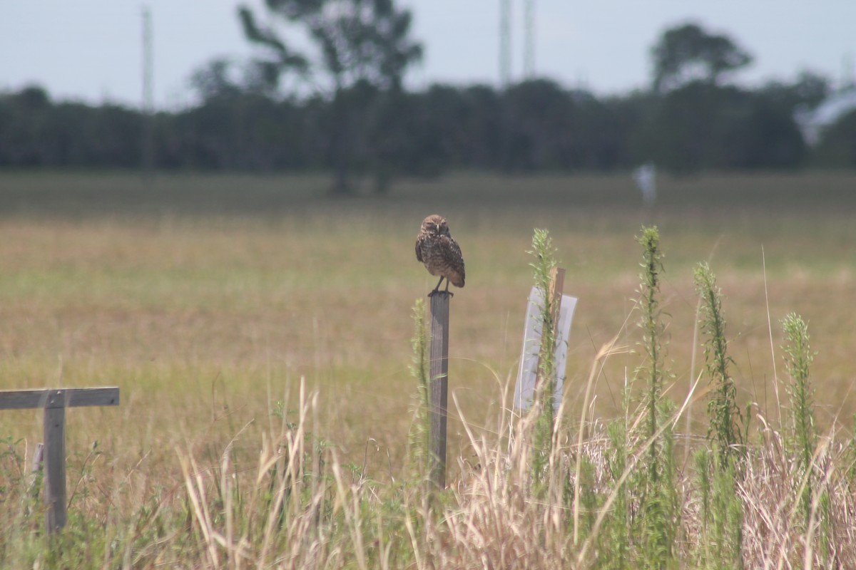 Burrowing Owl - Kyle Smith