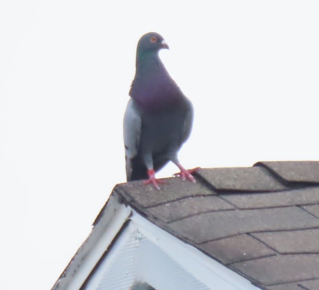 Rock Pigeon (Feral Pigeon) - Bill Wright_cc