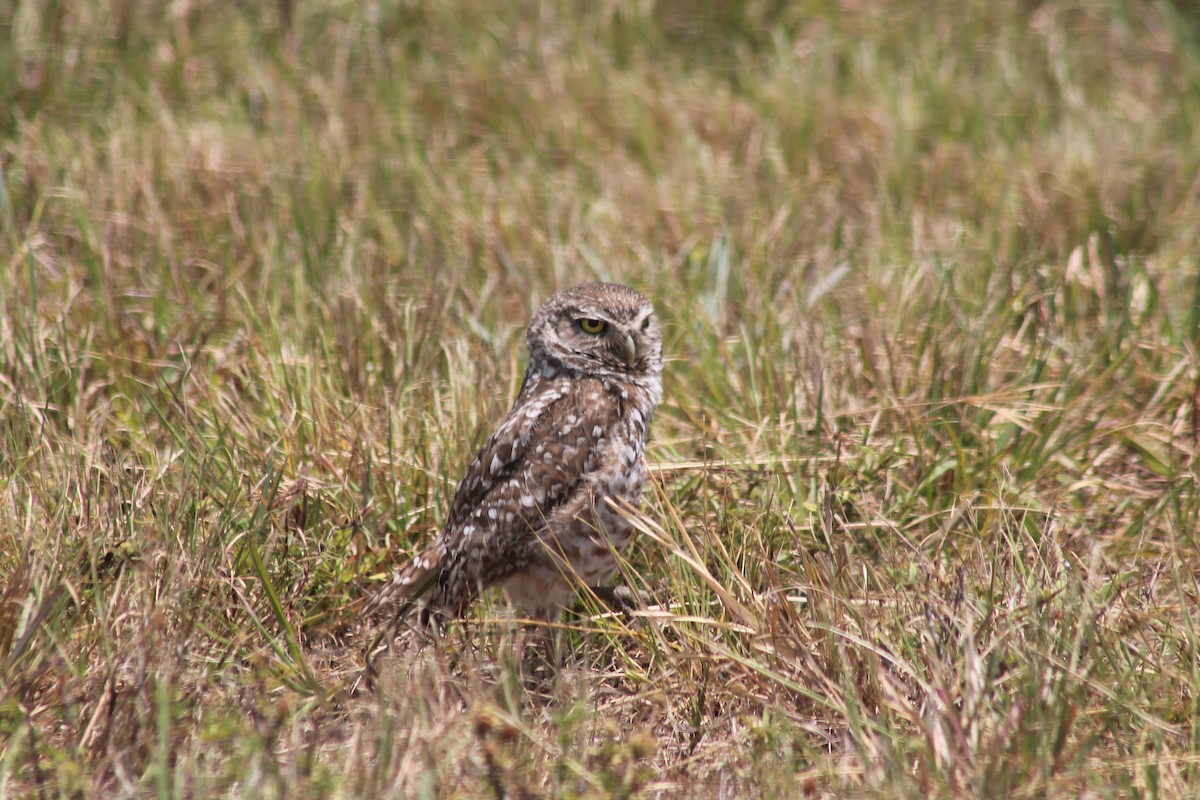 Burrowing Owl - Kyle Smith