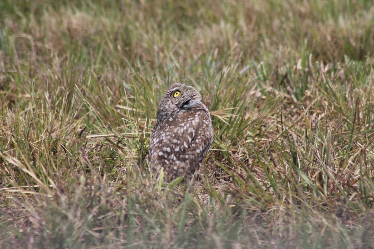 Burrowing Owl - Kyle Smith