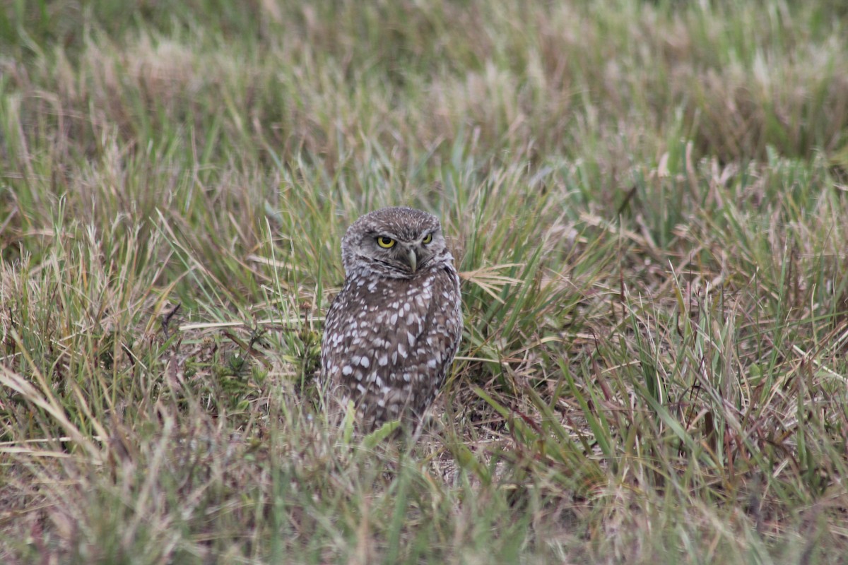 Burrowing Owl - Kyle Smith