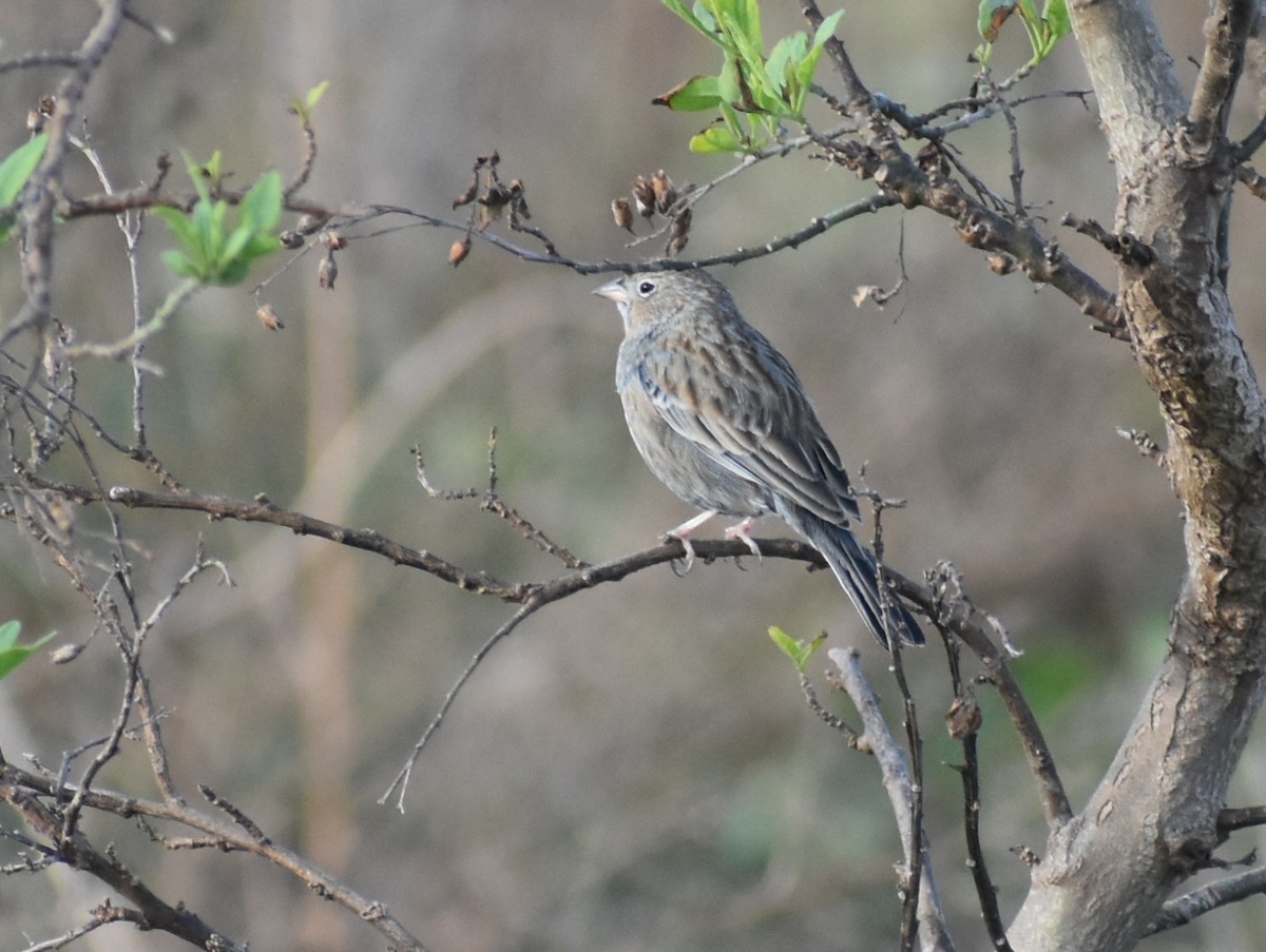 Carbonated Sierra Finch - ML619580323