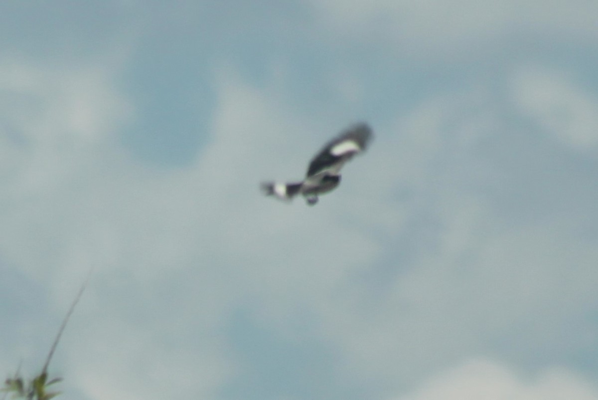 Loggerhead Shrike - Kyle Smith