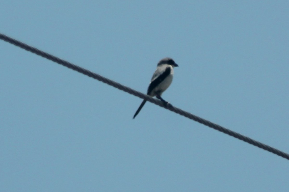 Loggerhead Shrike - Kyle Smith