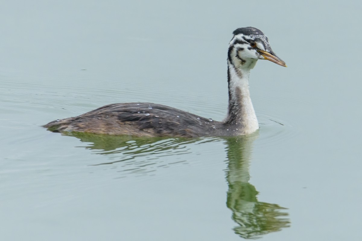 Great Crested Grebe - Valery Treitsiak