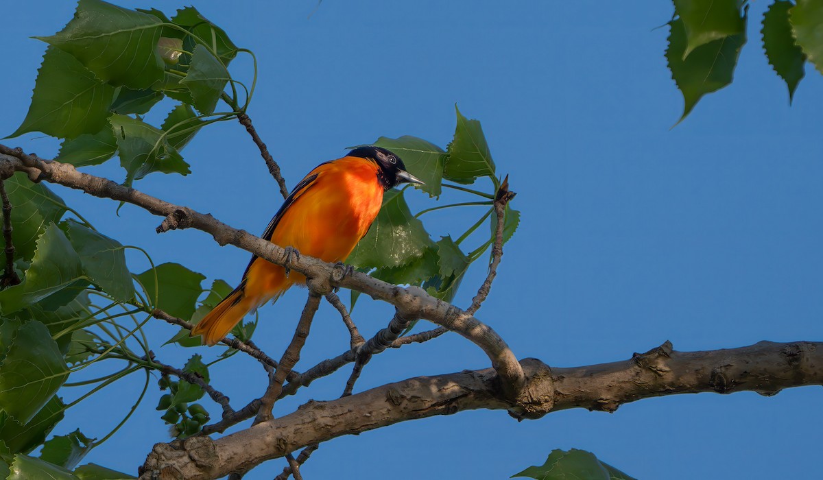 Baltimore Oriole - Harvey Fielder