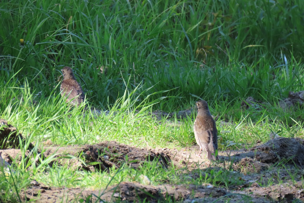 Fieldfare - Анастасия Алексеева