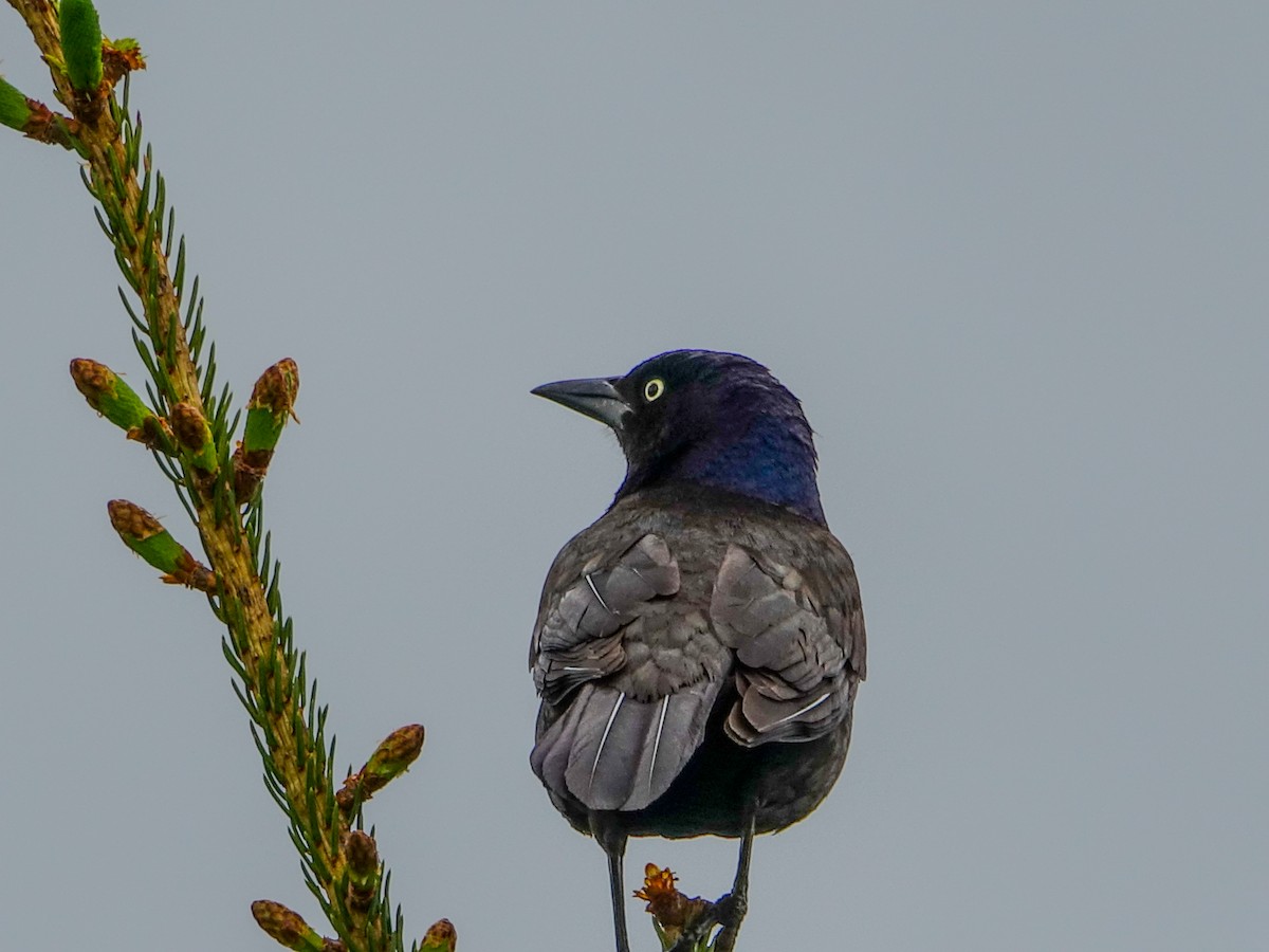 Common Grackle - ML619580340