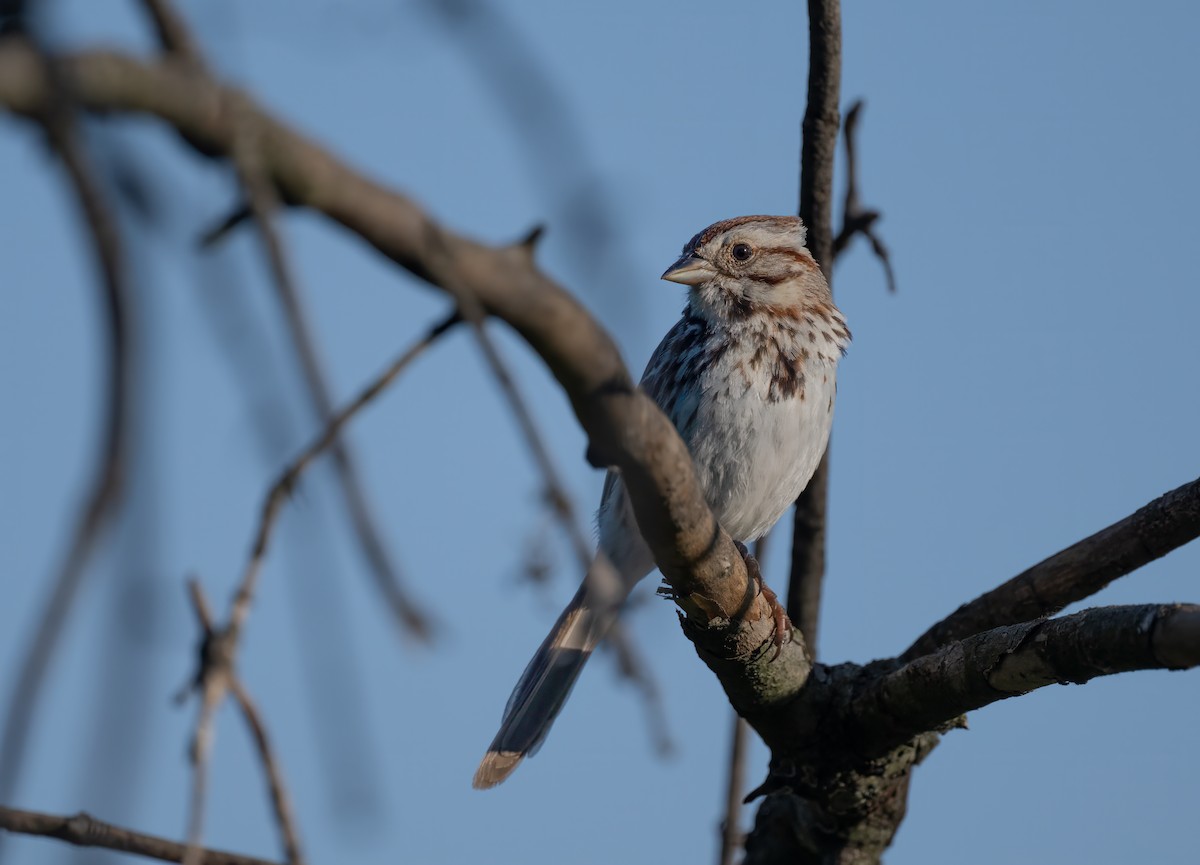 Song Sparrow - Harvey Fielder