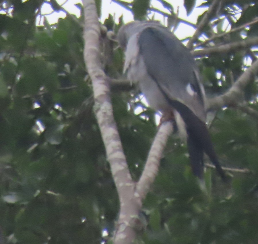 Mississippi Kite - Bill Wright_cc