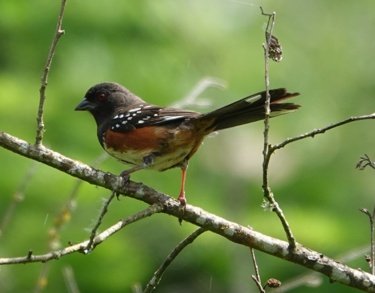 Spotted Towhee - Justin Cook