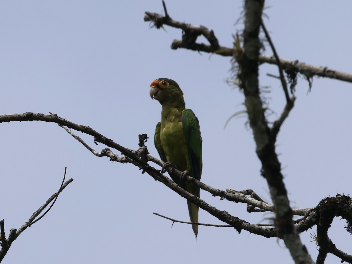 Orange-fronted Parakeet - Amy Bishop & Doug Booher