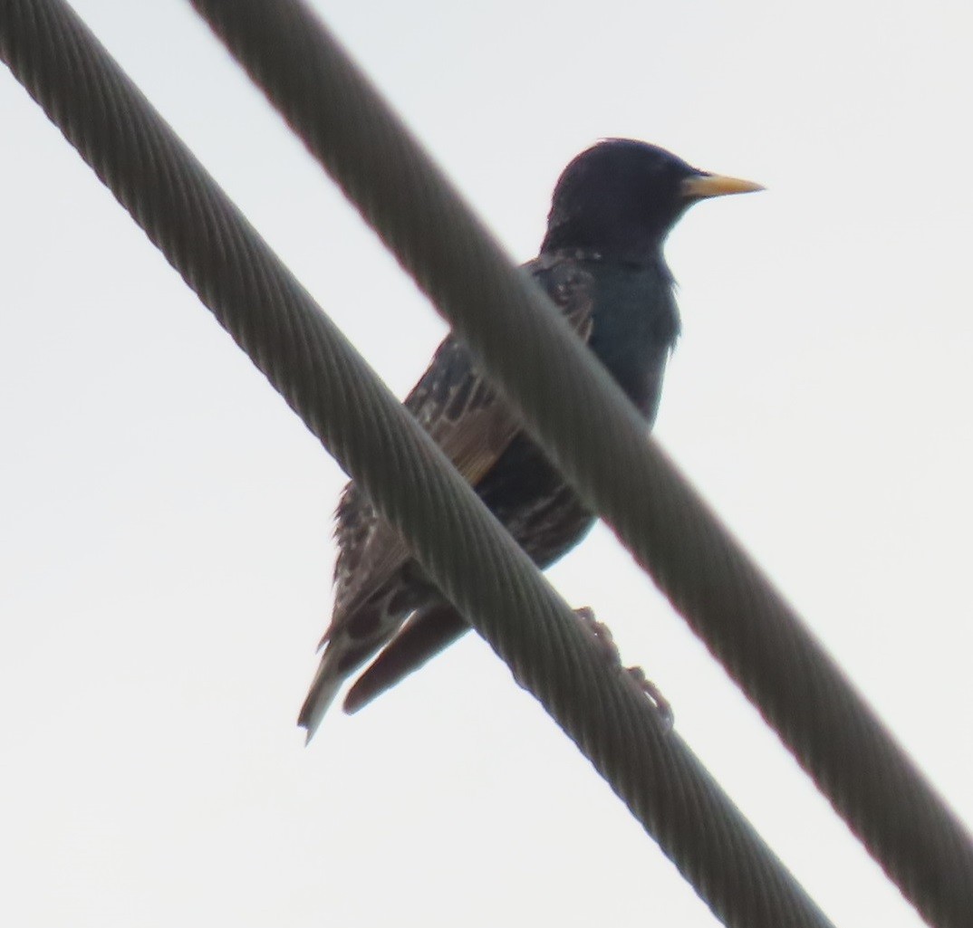 European Starling - Bill Wright_cc