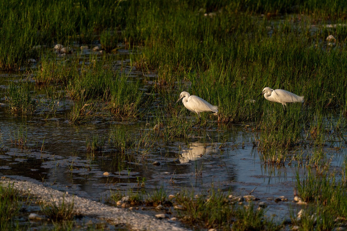 Little Egret - ML619580360