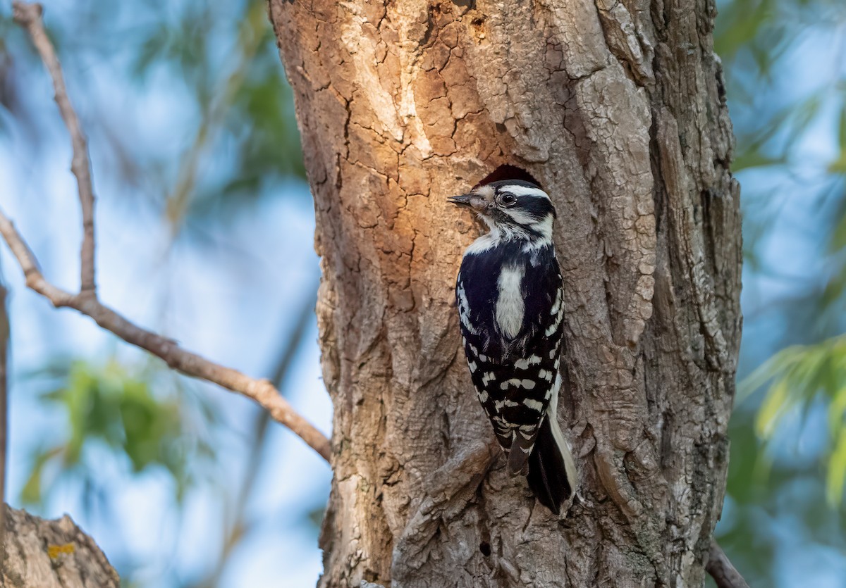 Downy Woodpecker - Harvey Fielder