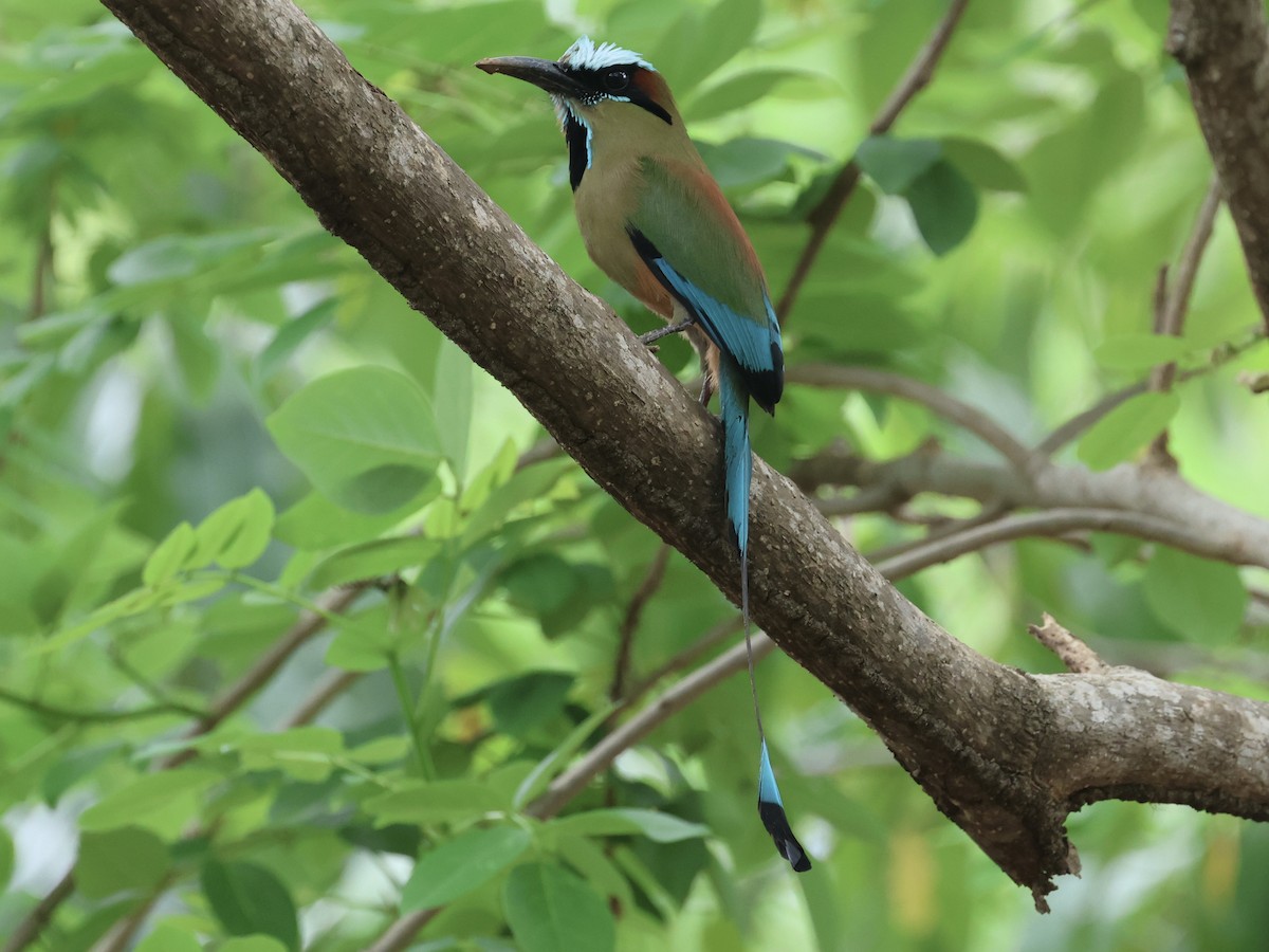 Turquoise-browed Motmot - Amy Bishop & Doug Booher