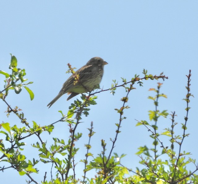 Corn Bunting - Peter Ashley