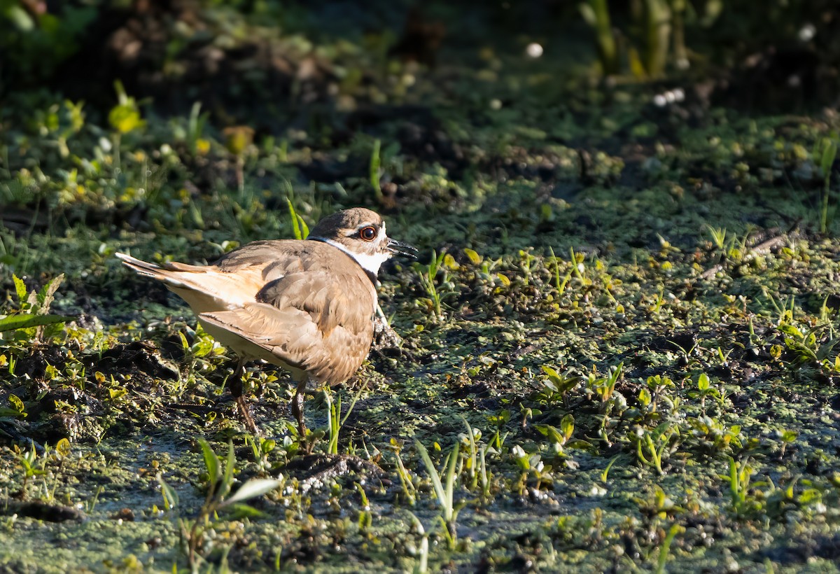 Killdeer - Harvey Fielder