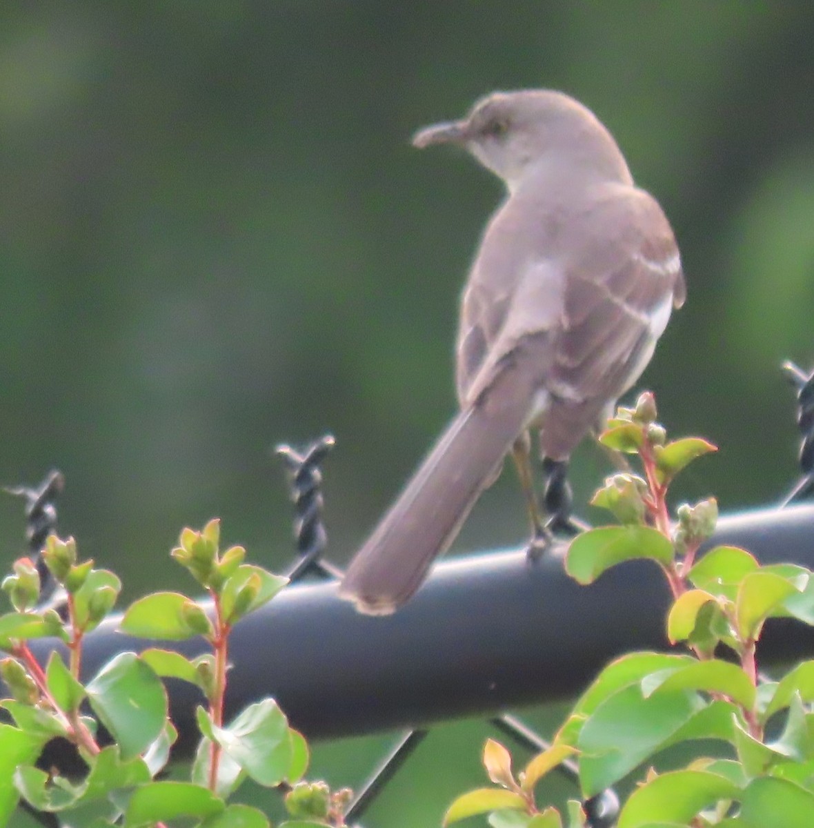 Northern Mockingbird - Bill Wright_cc