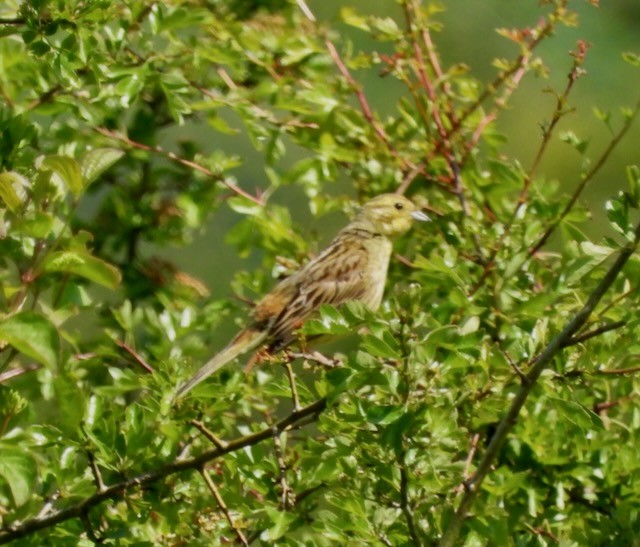 Yellowhammer - Peter Ashley