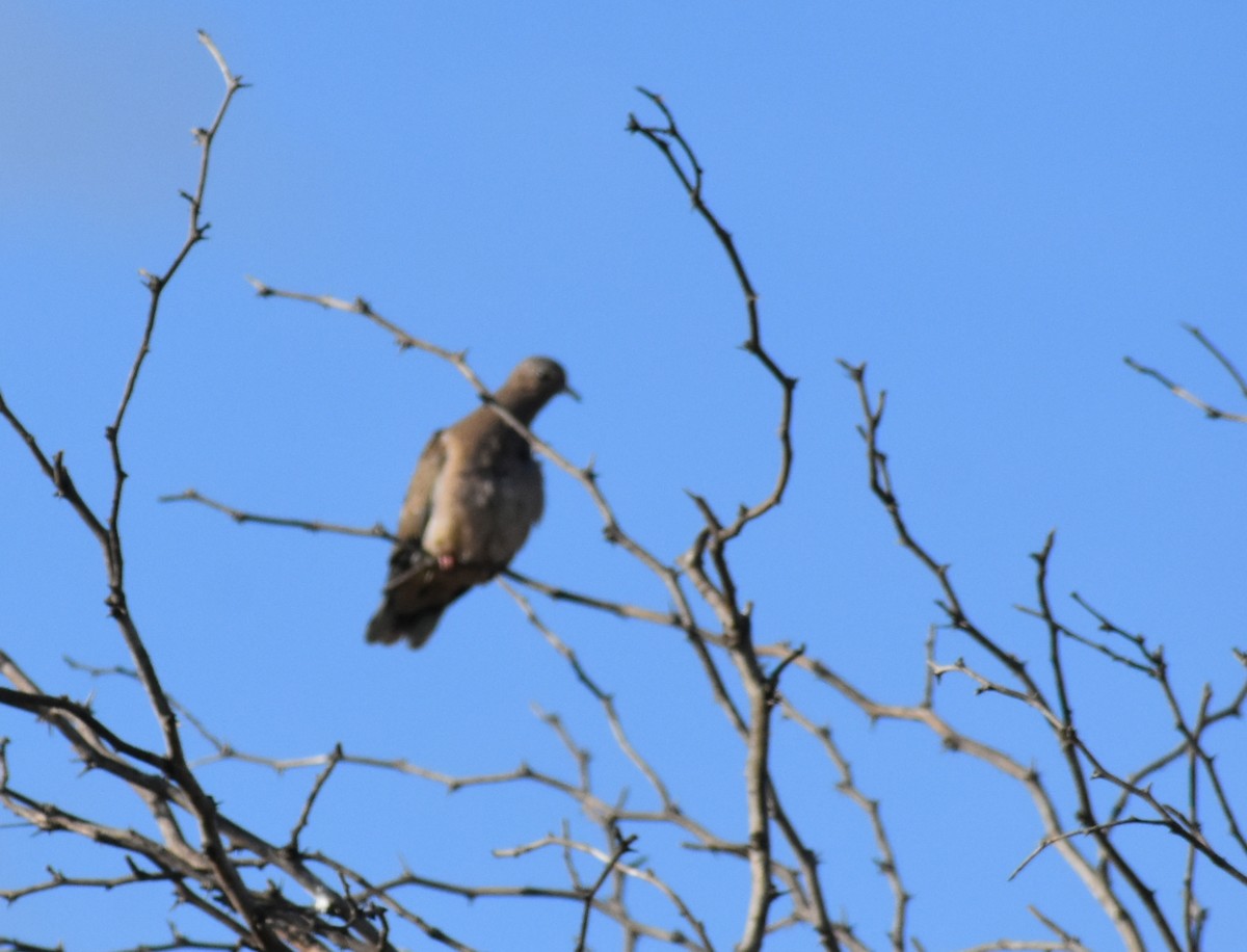 Eared Dove - Fernanda Ferrari