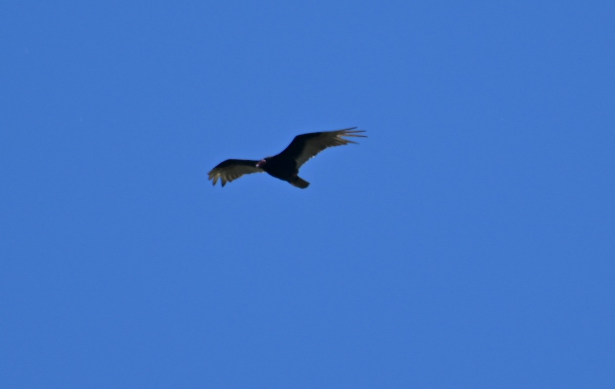 Turkey Vulture - Damian Vraniak