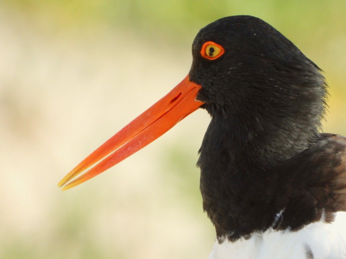 American Oystercatcher - ML619580385