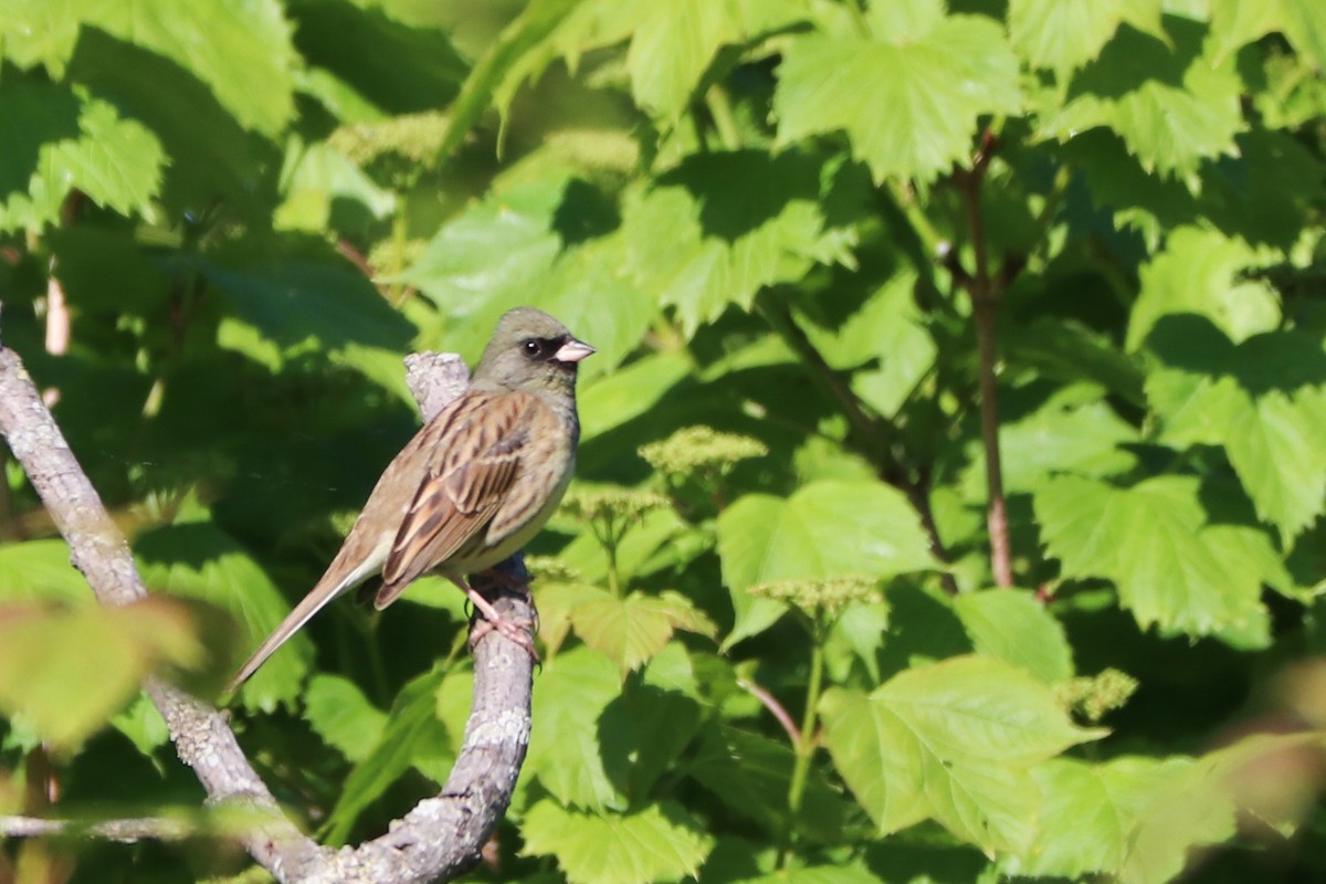 Black-faced Bunting - ML619580386