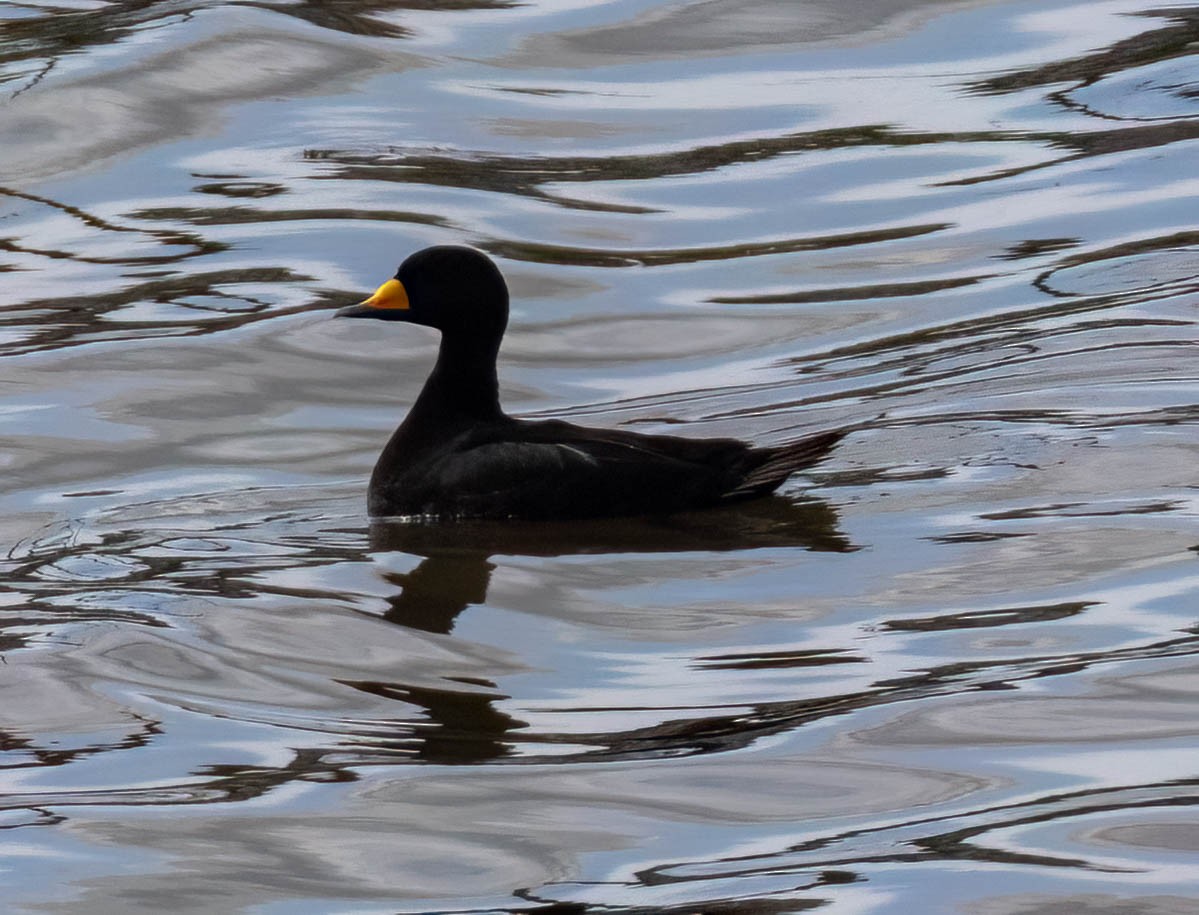 Black Scoter - ML619580393