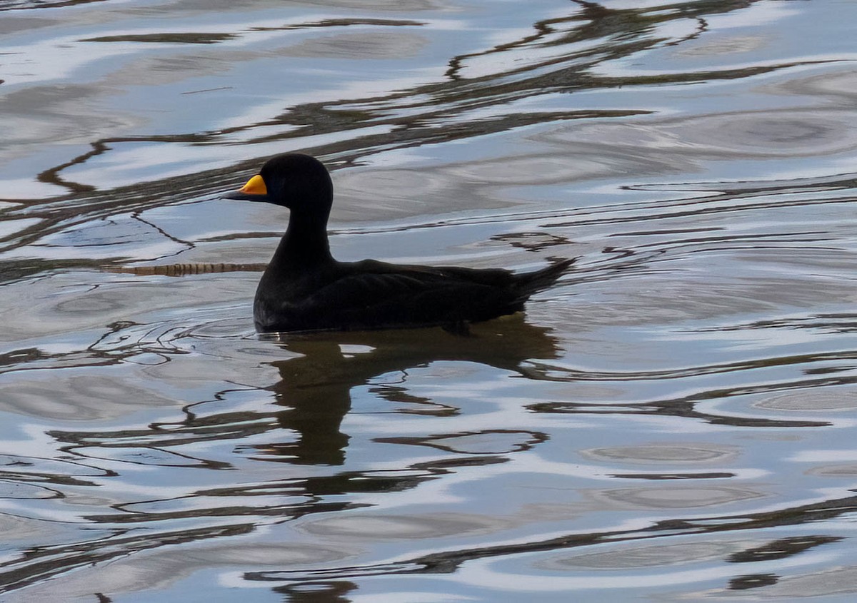 Black Scoter - ML619580394