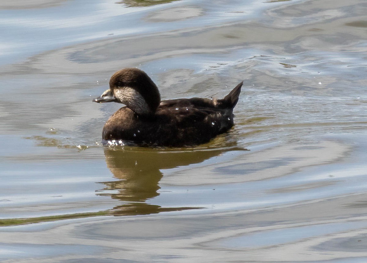 Black Scoter - Christine Jacobs