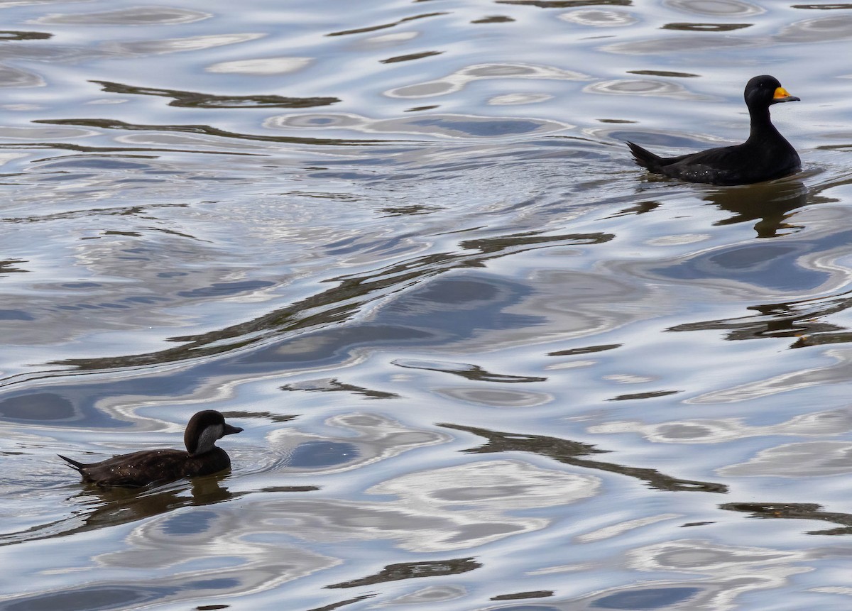 Black Scoter - ML619580396