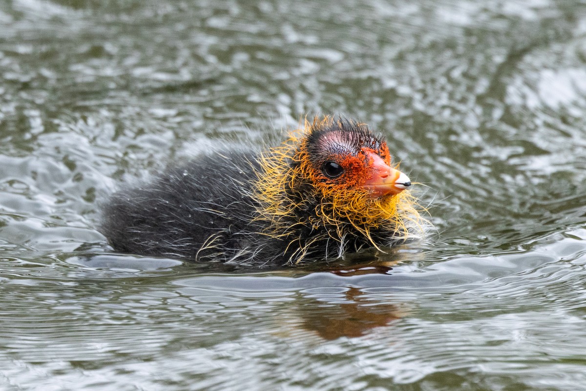 Eurasian Coot - Jon White