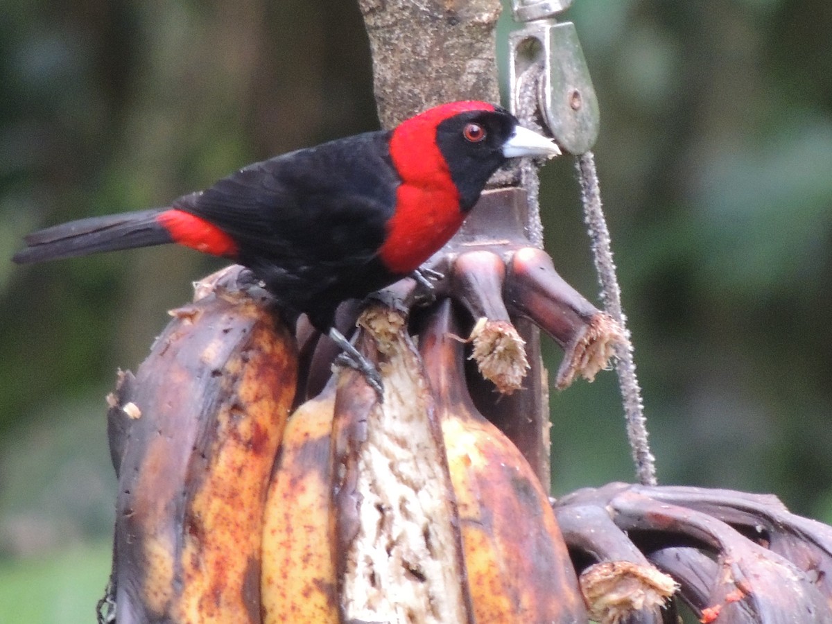 Crimson-collared Tanager - ML619580399