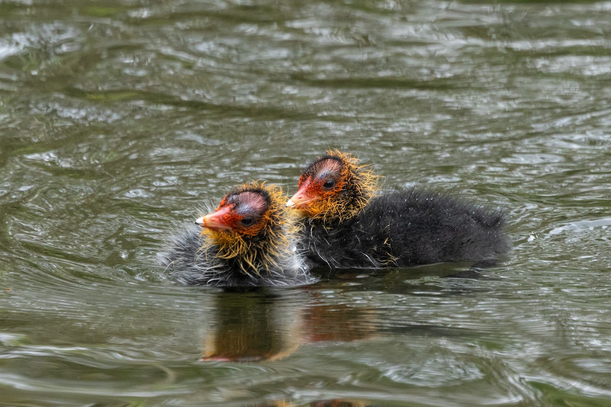 Eurasian Coot - Jon White