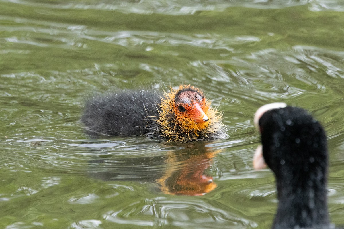 Eurasian Coot - Jon White