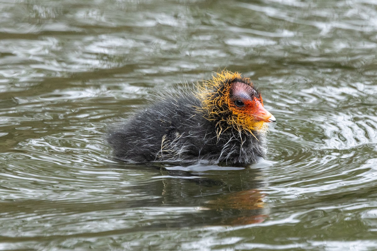 Eurasian Coot - Jon White